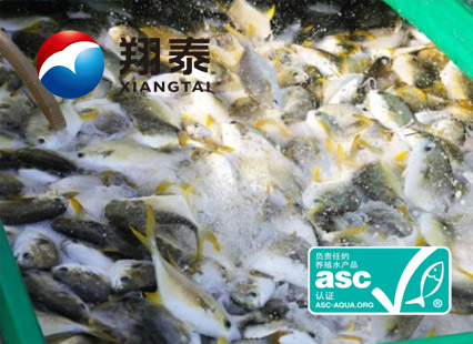 全球首家！海南翔泰漁業(yè)榮獲全球首張ASC金鯧魚網箱養(yǎng)殖認證證書